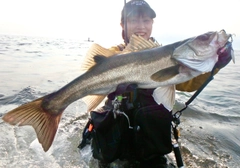 シーバスの釣果