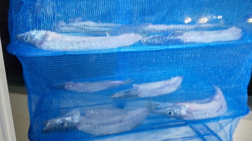 カマスの釣果