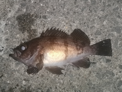 メバルの釣果