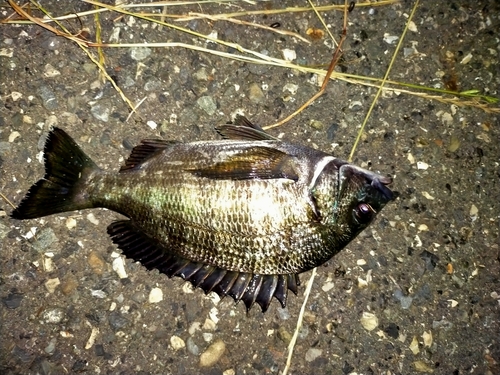 クロダイの釣果