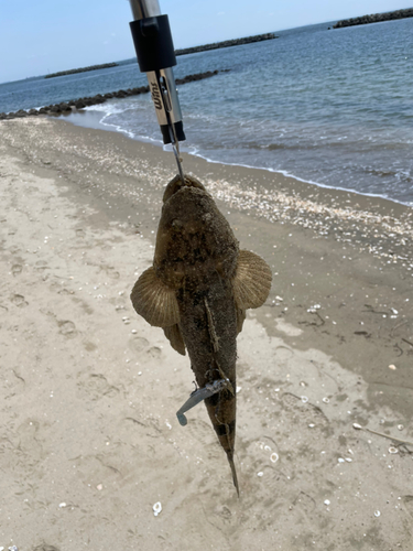 マゴチの釣果