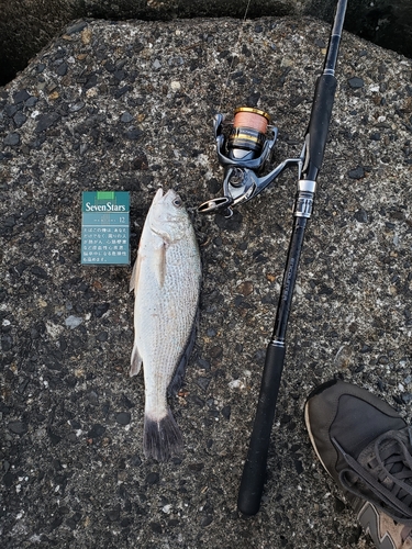 イシモチの釣果