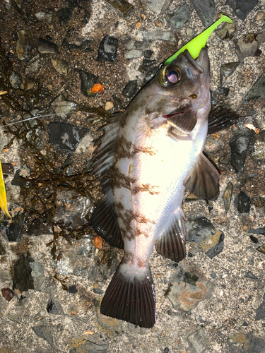 メバルの釣果