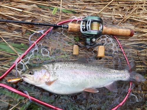 ニジマスの釣果