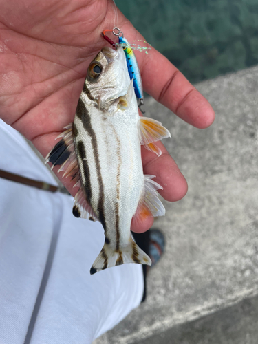 コトヒキの釣果