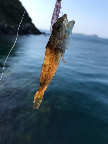 アラカブの釣果