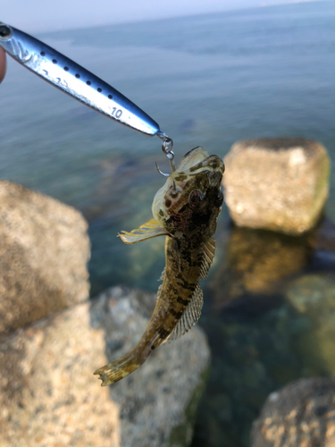 ハゼの釣果