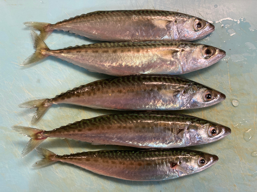 サバの釣果