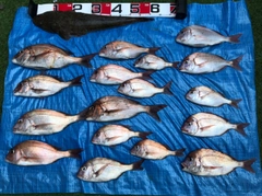 マダイの釣果