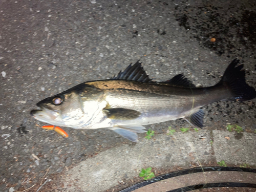 シーバスの釣果