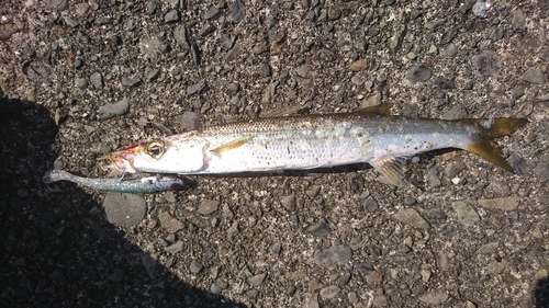 オオモンハタの釣果