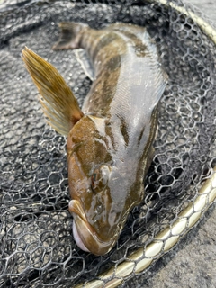 アイナメの釣果