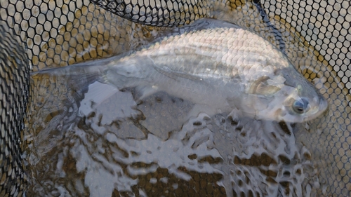 ヘラブナの釣果