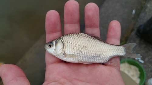 ヘラブナの釣果