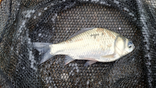 ヘラブナの釣果