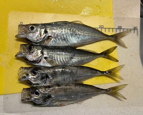 アジの釣果