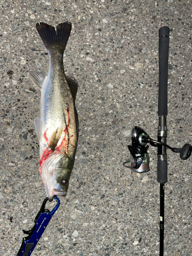 シーバスの釣果