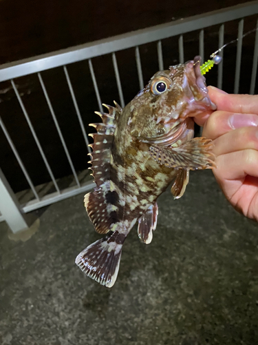 カサゴの釣果