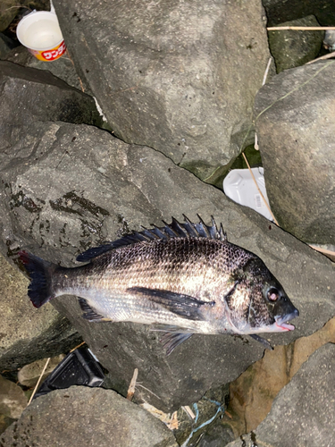 チヌの釣果