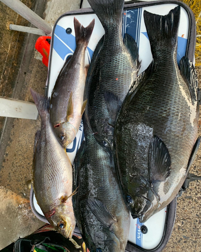 クチブトグレの釣果