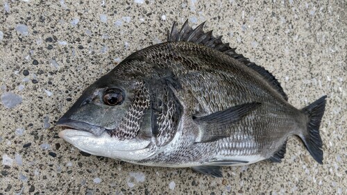 クロダイの釣果