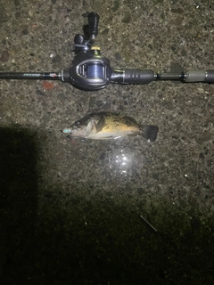 クロソイの釣果