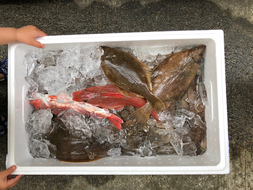 カレイの釣果