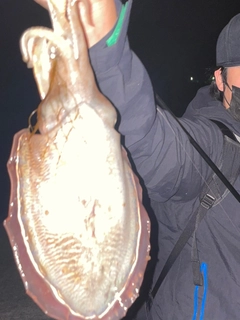 コウイカの釣果