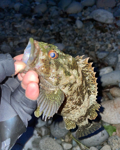 クロソイの釣果