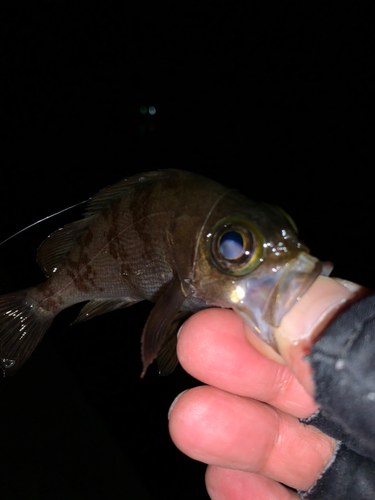 メバルの釣果