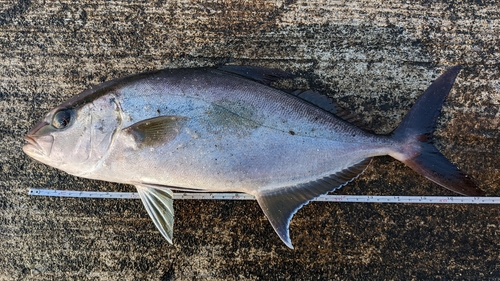 ヒレナガカンパチの釣果