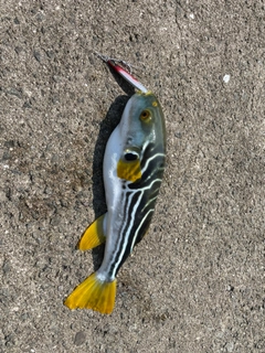 釣果