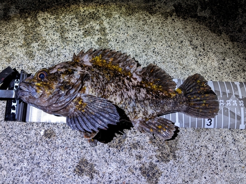 オウゴンムラソイの釣果