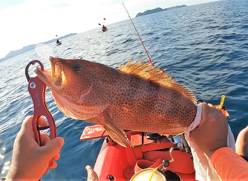 オオモンハタの釣果