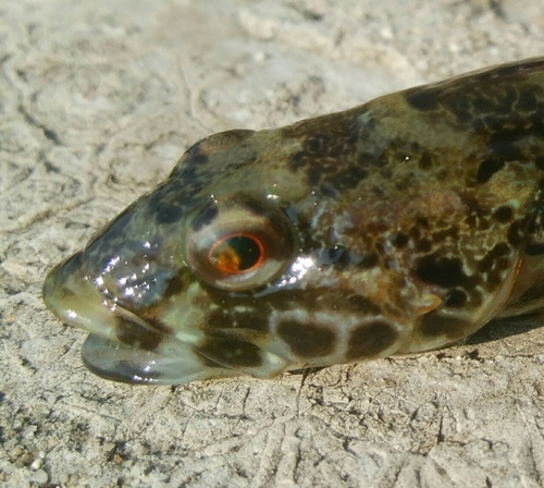 ハゼの釣果