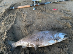 サクラマスの釣果