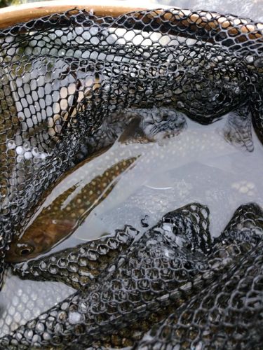 イワナの釣果