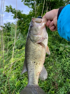 ラージマウスバスの釣果