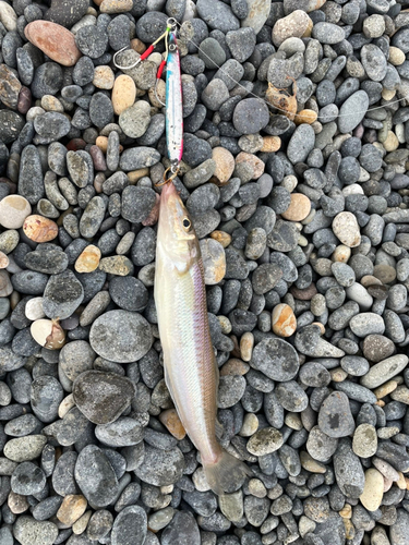 キスの釣果