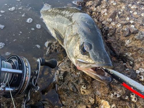 セイゴ（マルスズキ）の釣果