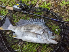 キビレの釣果