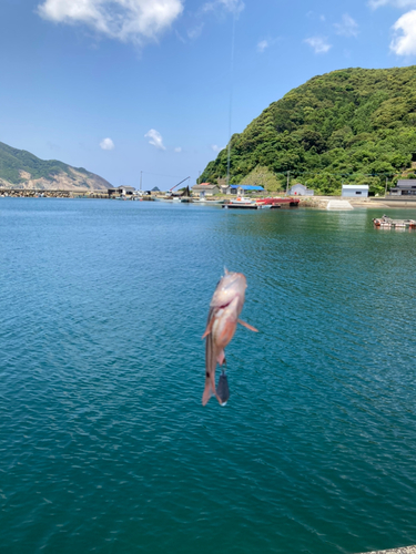 ネンブツダイの釣果