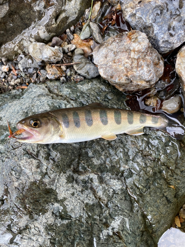 ヤマメの釣果