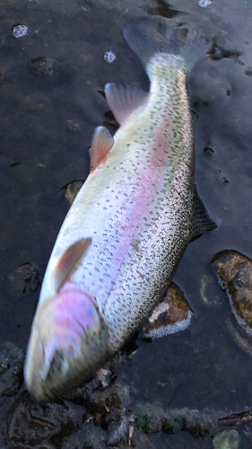 ニジマスの釣果