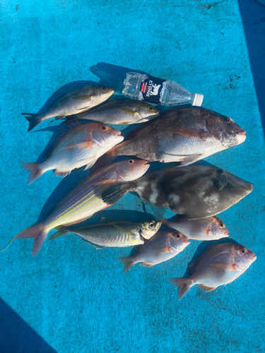 マダイの釣果