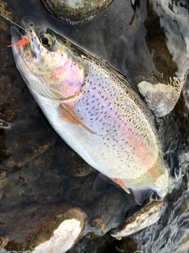 ニジマスの釣果