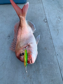 マダイの釣果