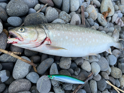 アメマスの釣果