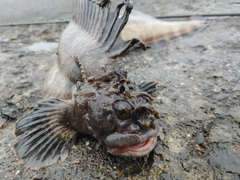 ギンポの釣果