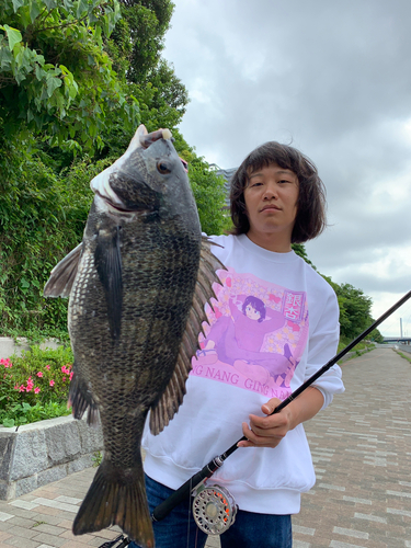 チヌの釣果